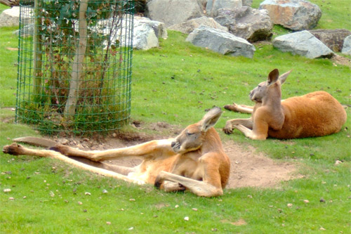 Zoo de Beauval