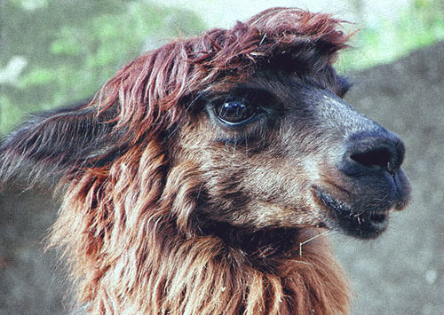 Extremely Photogenic Alpaca