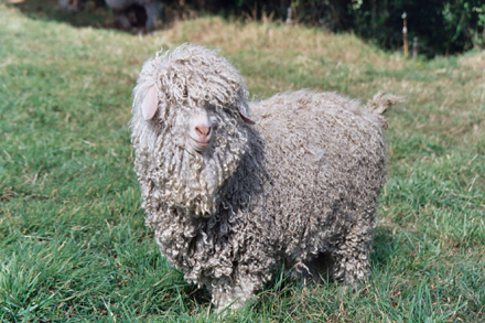 Chevre angora