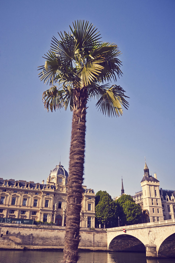 paris plages palmier