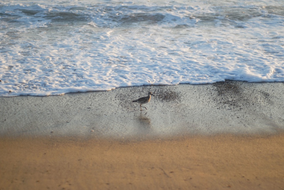 Malibu Bird