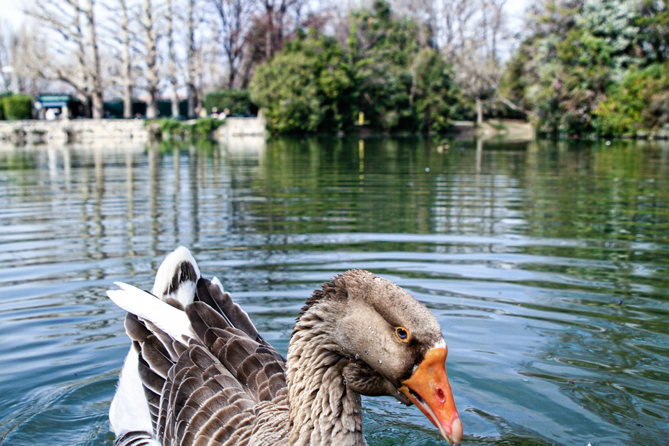 canard-lac