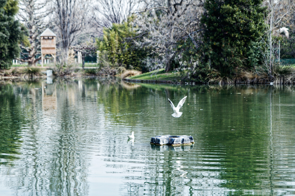 lac-mouettes-canards