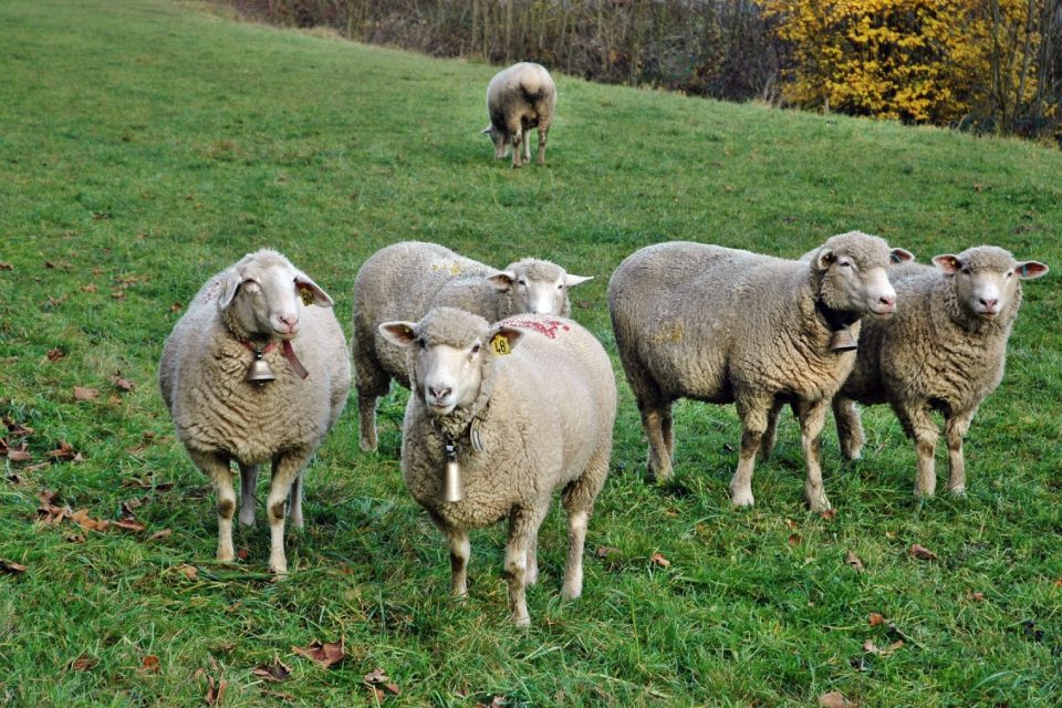 troupeau de moutons