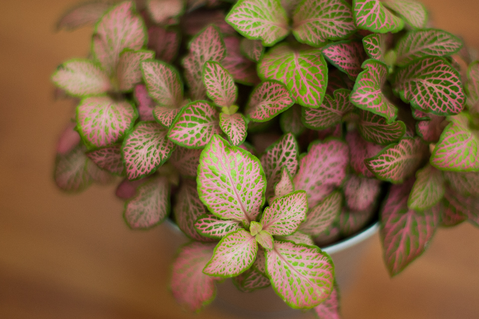 macro fleurs canon eos m5