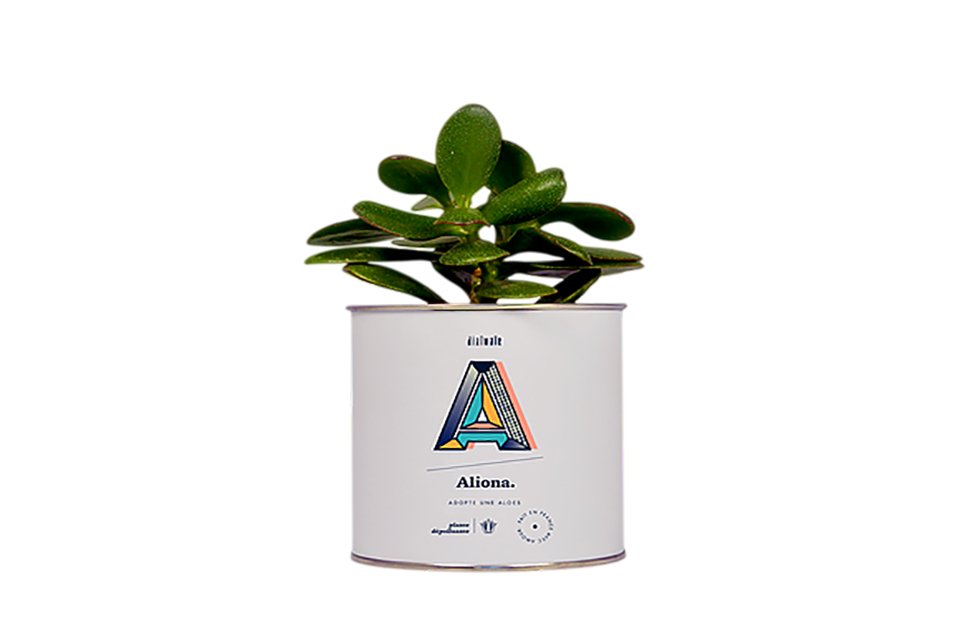 plante aloes depolluante diaiwaie