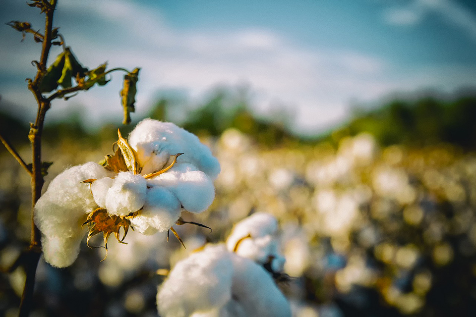 Fleurs de coton