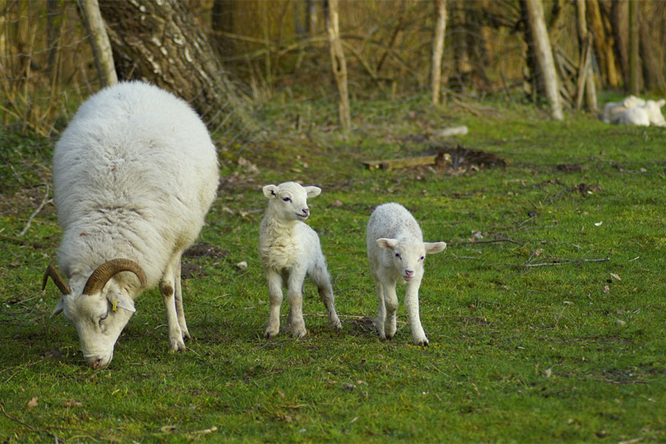 Laine agneau lambswool
