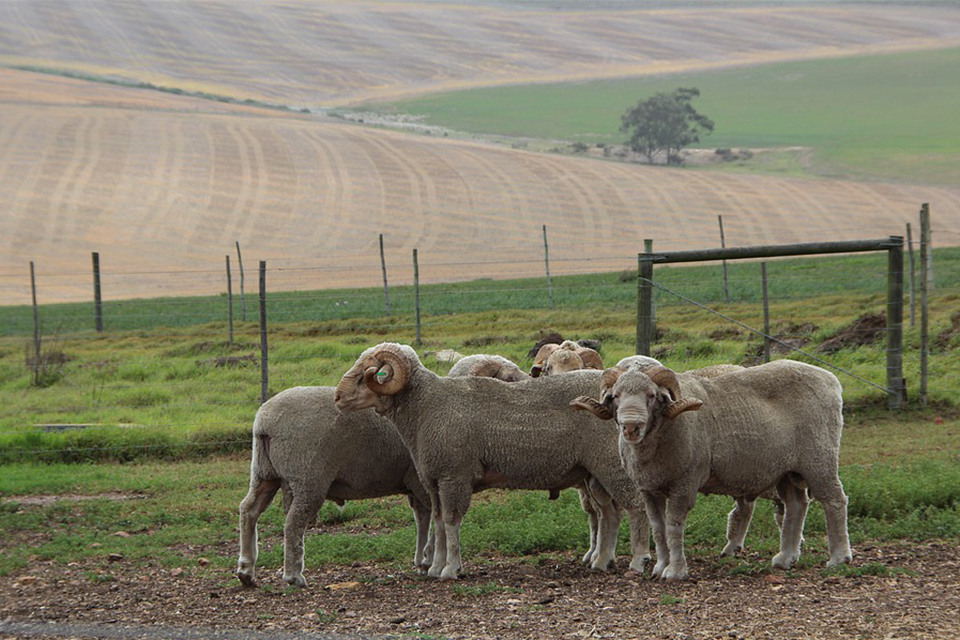 moutons laine merinos