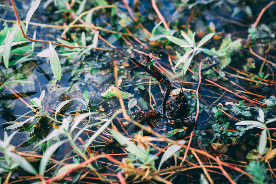 Ecrevisse eau douce automne