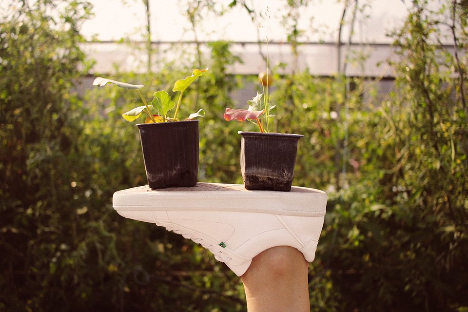 supergreen baskets fleurs