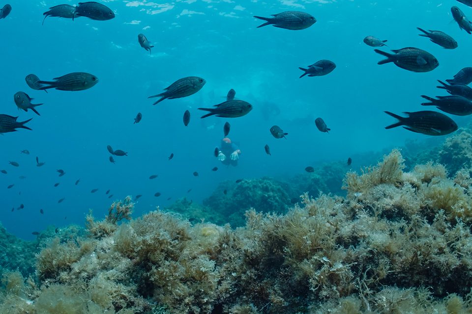 Hamilton Scuba capture poissons
